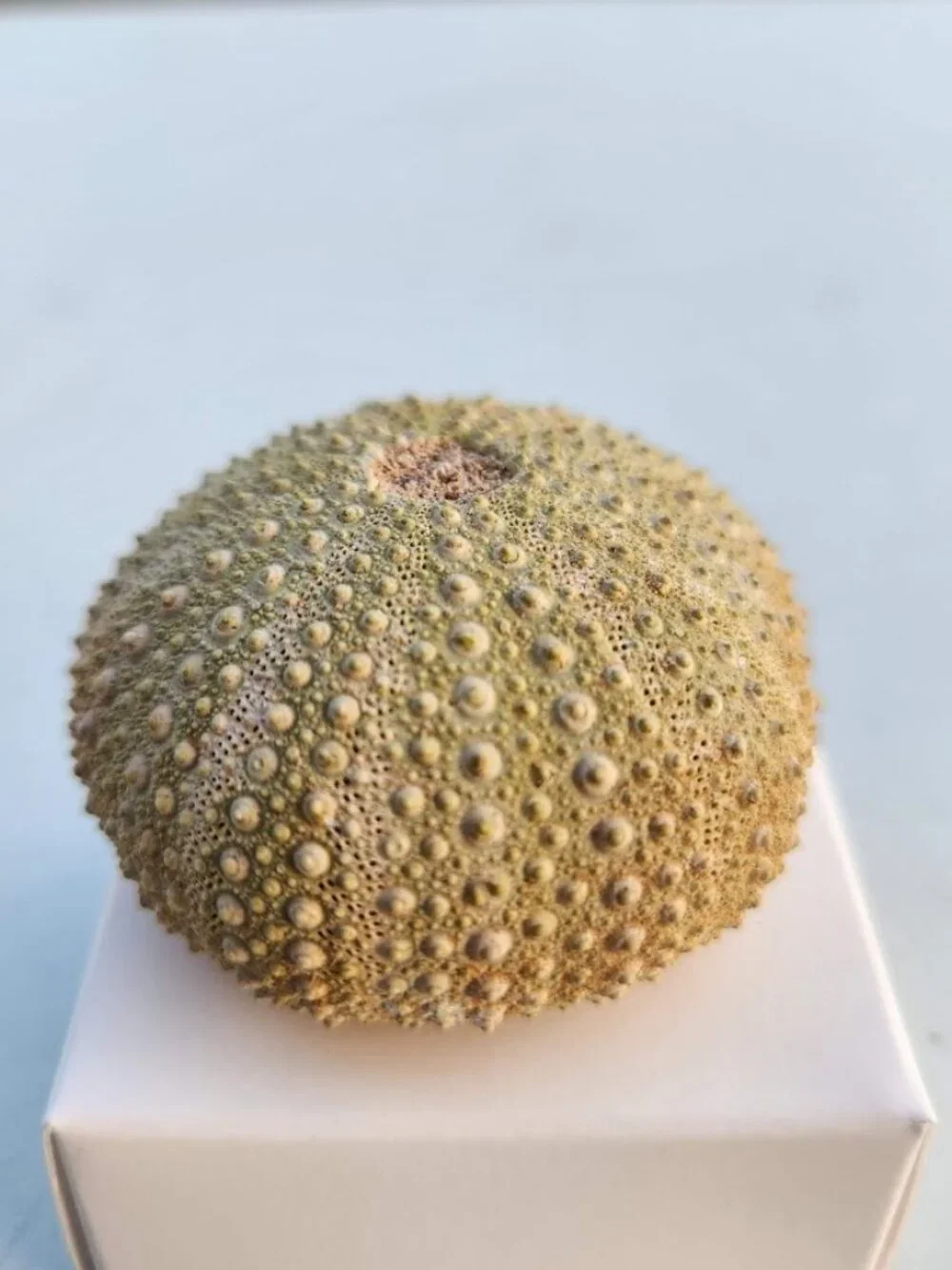 Whole Sea Urchin Fossil Shell Gems and Minerals Rocks Fossils Decor Nautical Nic